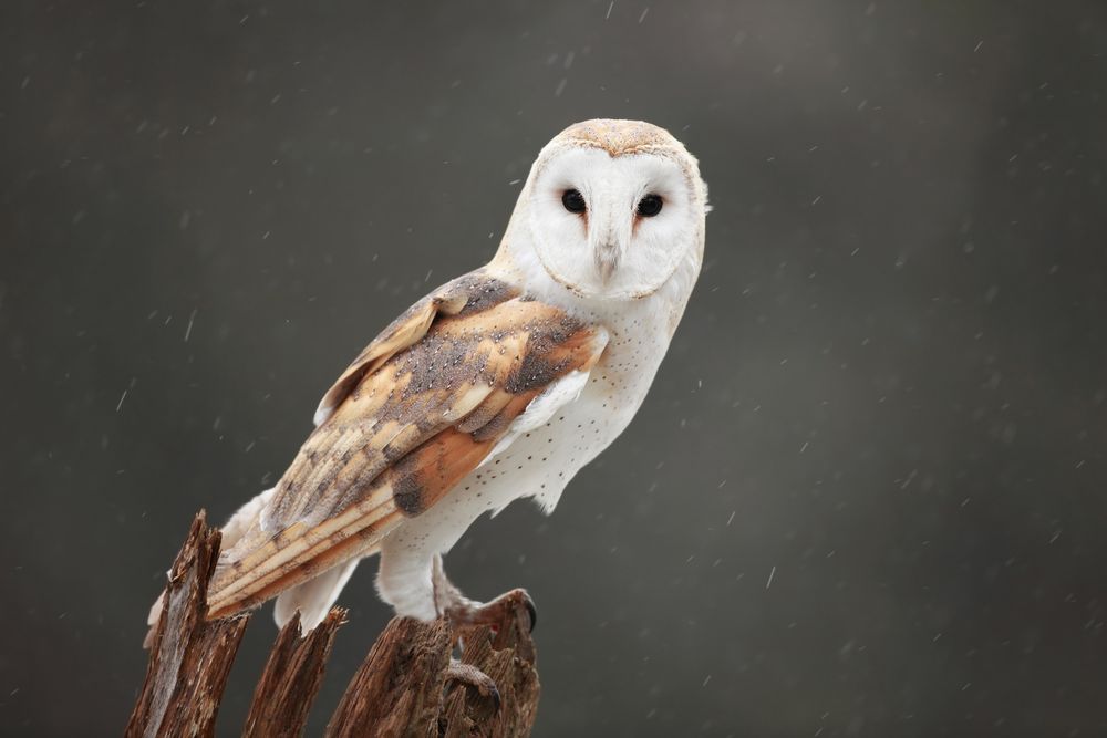 La chouette effraie (Tyto alba), Dame blanche ou Effraie des clochers